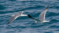 Mouette atricille