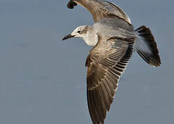 Mouette atricille