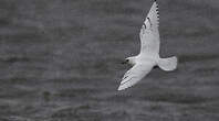 Mouette blanche