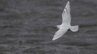 Ivory Gull