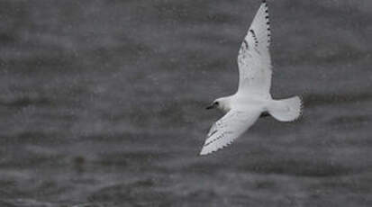 Mouette blanche