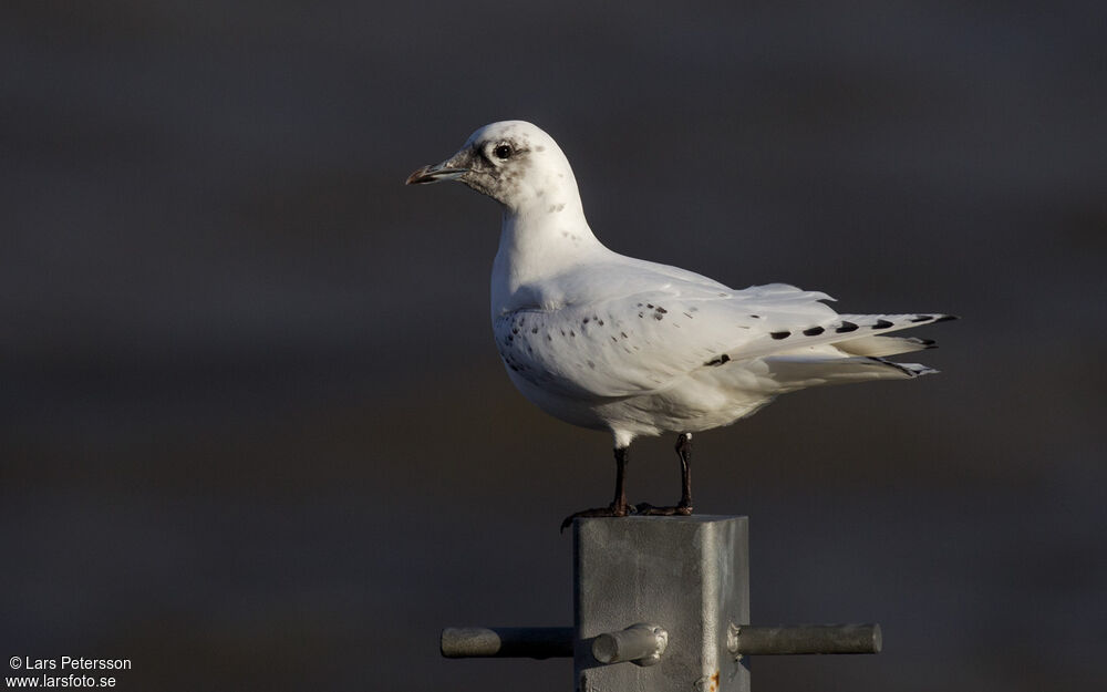 Ivory Gull