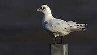 Mouette blanche