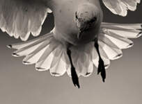 Mouette blanche