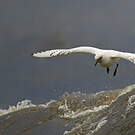 Mouette blanche