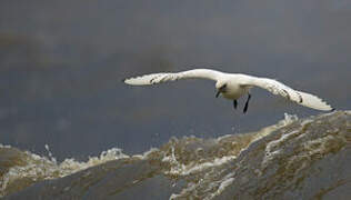 Mouette blanche