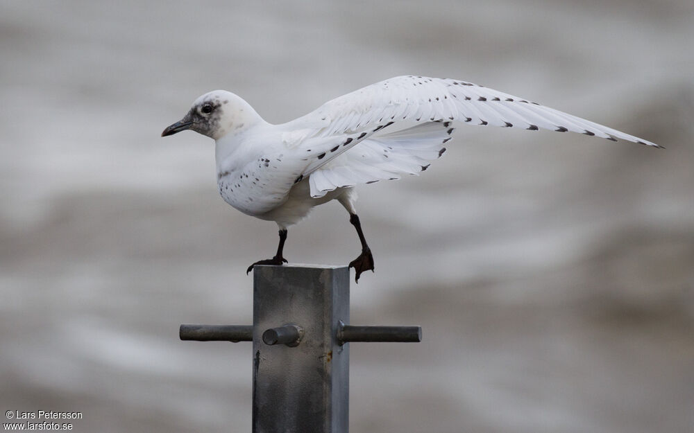 Ivory Gull