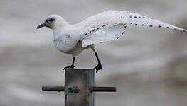 Mouette blanche