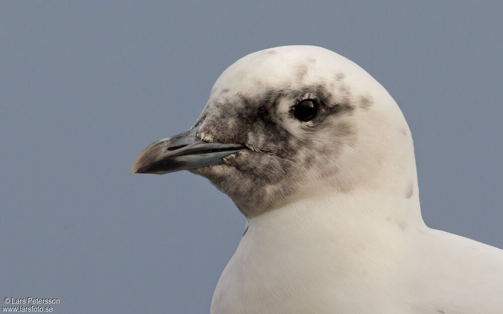 Ivory Gull