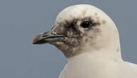 Mouette blanche