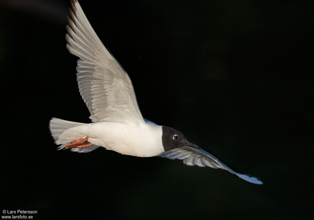 Bonaparte's Gull