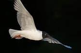 Mouette de Bonaparte