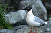 Mouette de Bonaparte