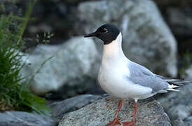 Bonaparte's Gull