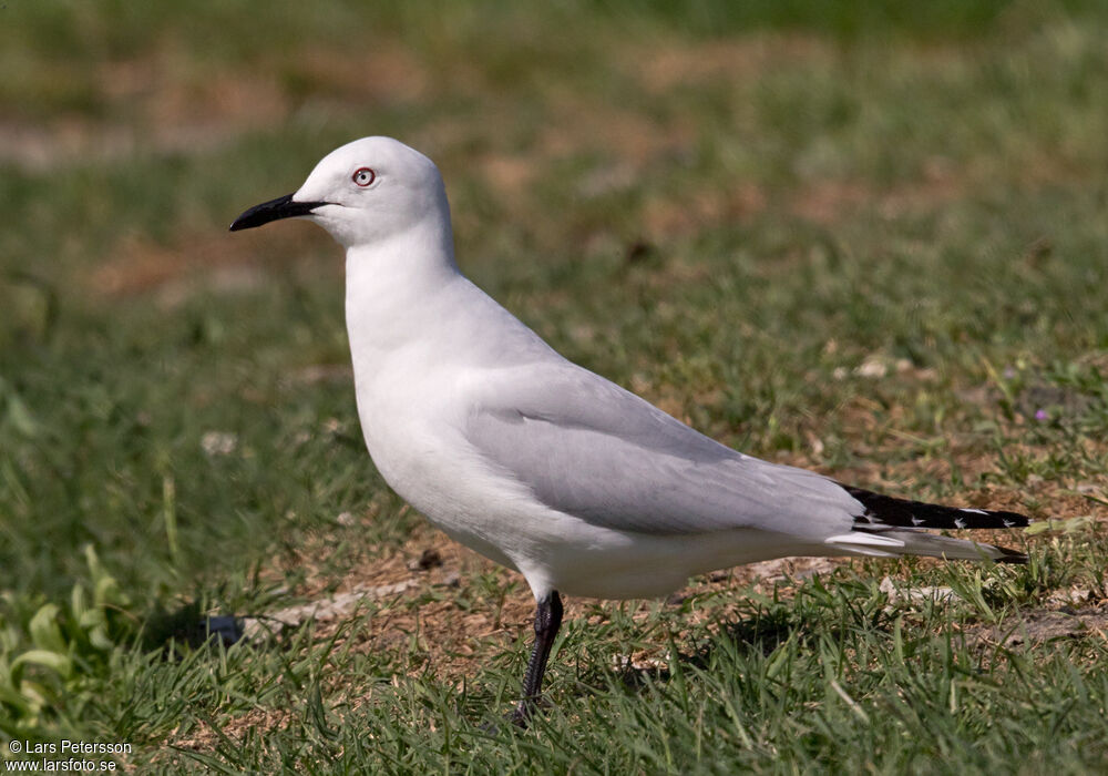 Mouette de Buller