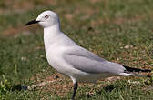 Mouette de Buller