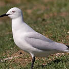 Mouette de Buller