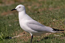 Mouette de Buller