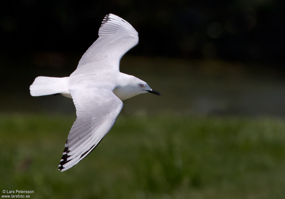 Mouette de Buller