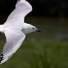 Mouette de Buller