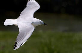 Mouette de Buller