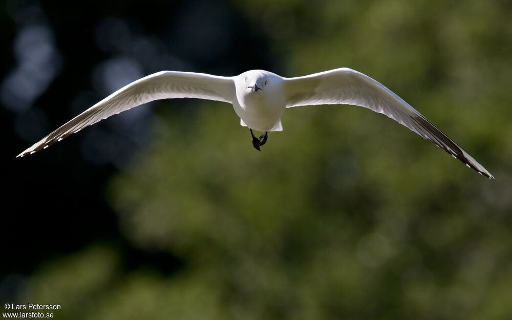 Mouette de Buller