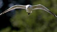 Mouette de Buller