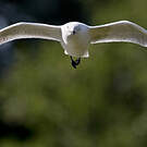 Mouette de Buller