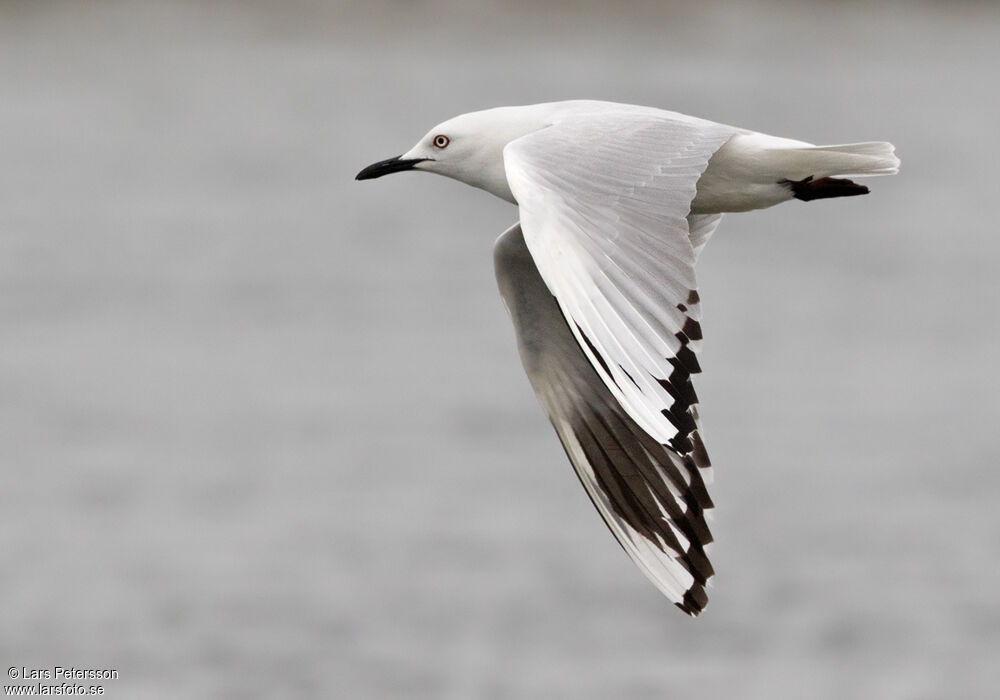 Mouette de Buller