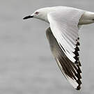 Mouette de Buller