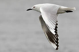 Mouette de Buller