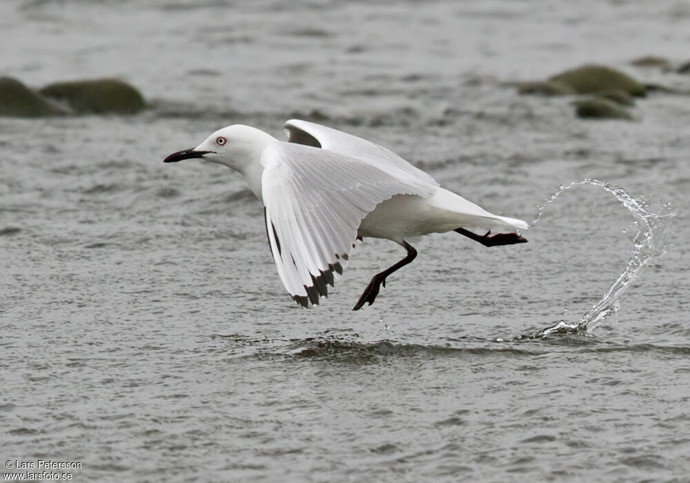 Mouette de Buller