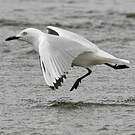 Mouette de Buller