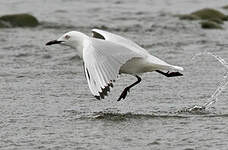 Mouette de Buller