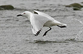 Black-billed Gull