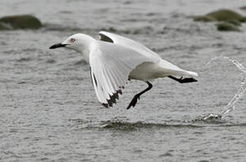 Mouette de Buller