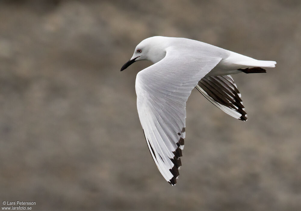 Mouette de Buller