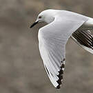 Mouette de Buller
