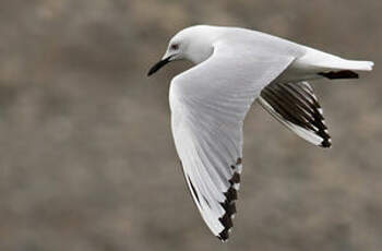 Mouette de Buller