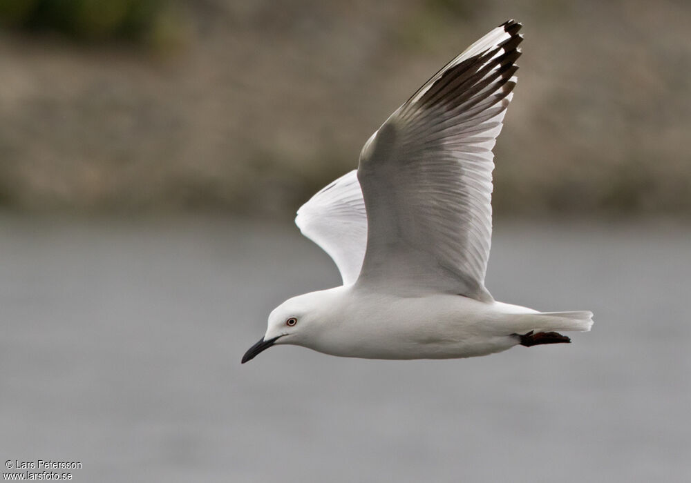 Black-billed Gull