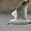 Mouette de Buller