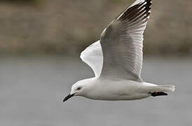 Black-billed Gull