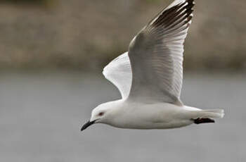 Mouette de Buller