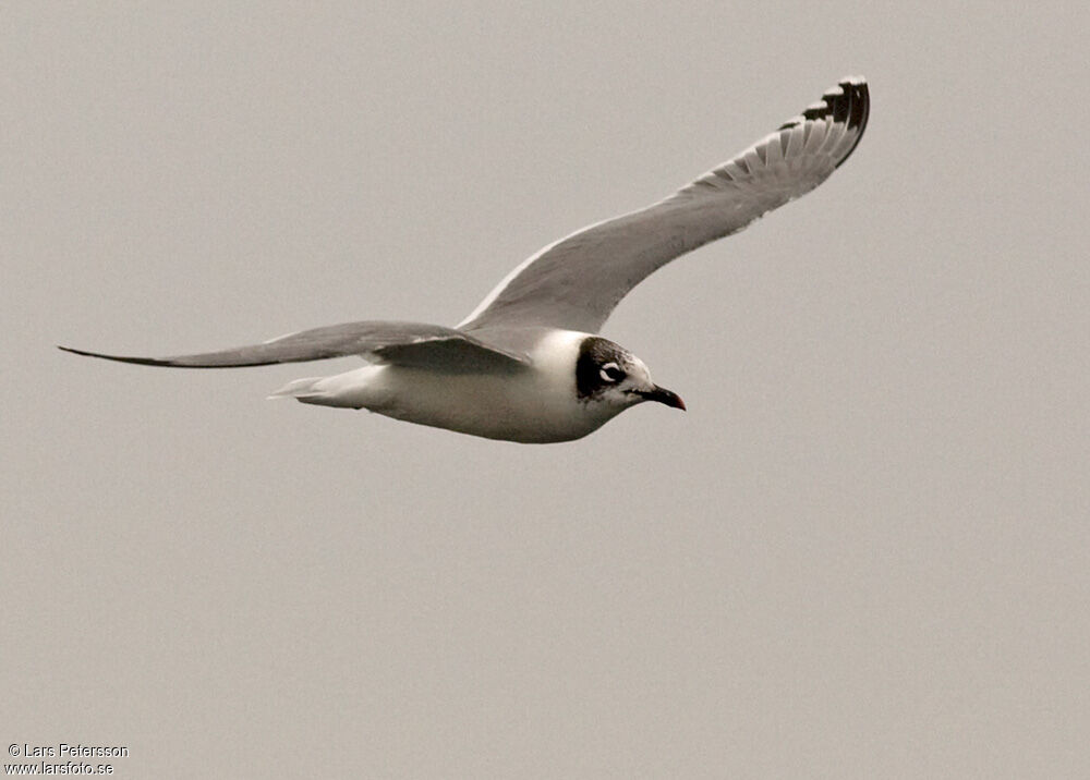 Franklin's Gull