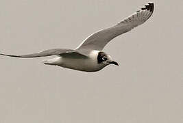 Franklin's Gull