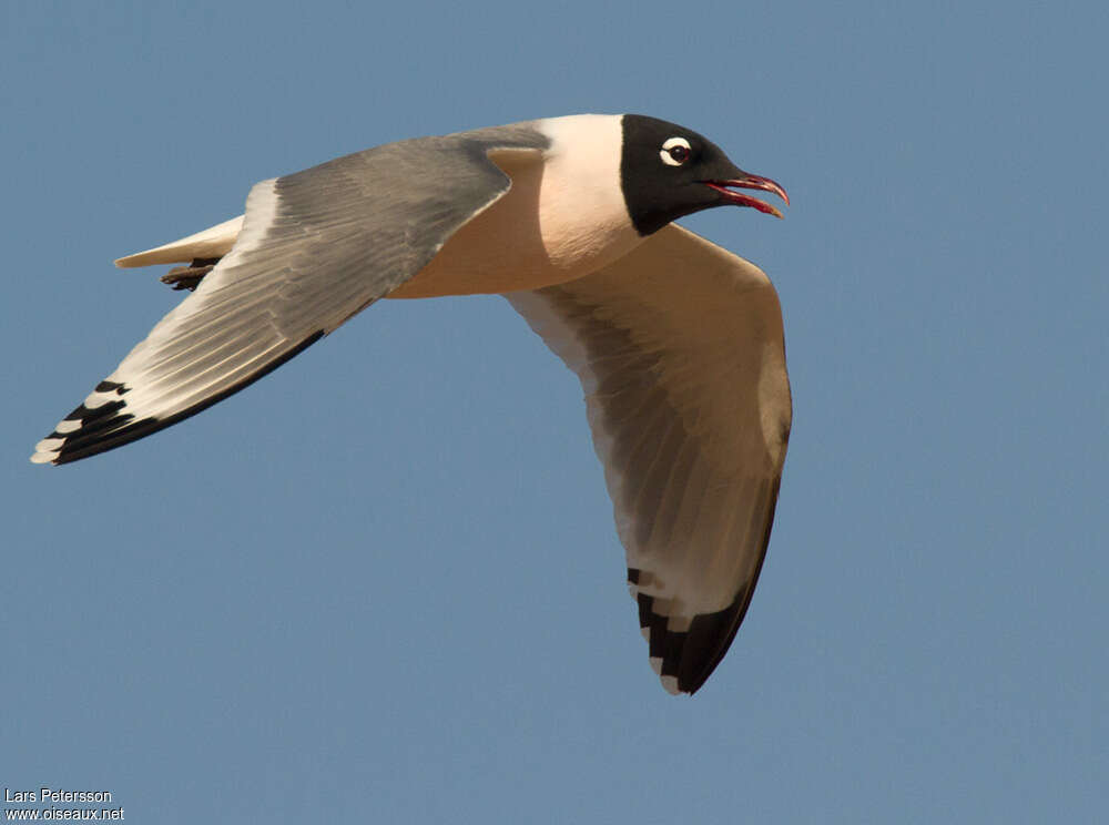 Franklin's Gulladult breeding, pigmentation, Flight