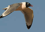 Mouette de Franklin