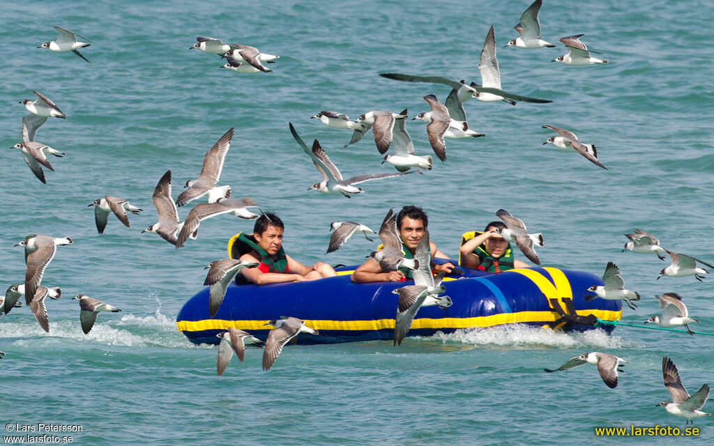 Mouette de Franklin