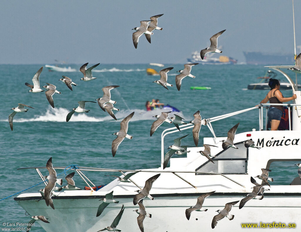 Franklin's Gull