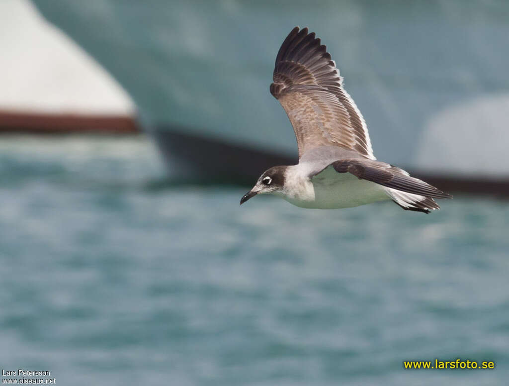 Mouette de Franklin1ère année, pigmentation, Vol